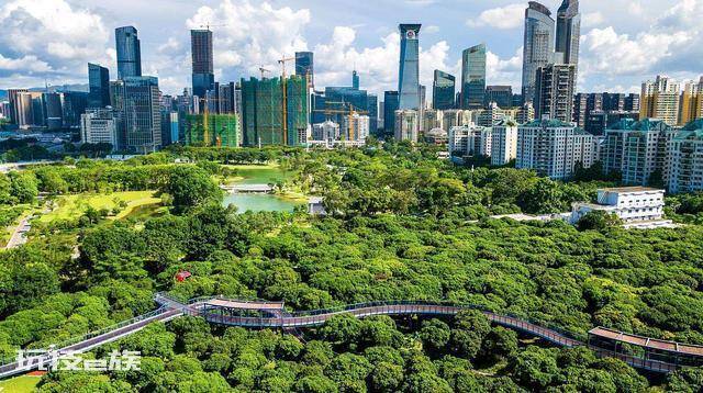 深圳市花叫簕杜鹃这个名字吗(深圳最常见五种绿化花卉苗木)-图片5